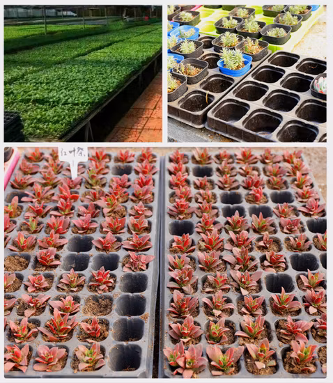 Aussaatschale aus PS- oder PVC-Material für die Aussaat im Gewächshaus